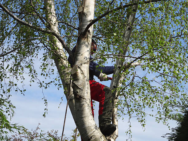 Emerald Lakes, PA Tree Services Company